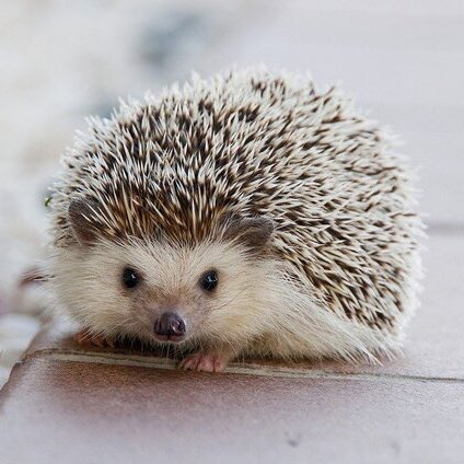 Post by su.zip on X: #これスカイ