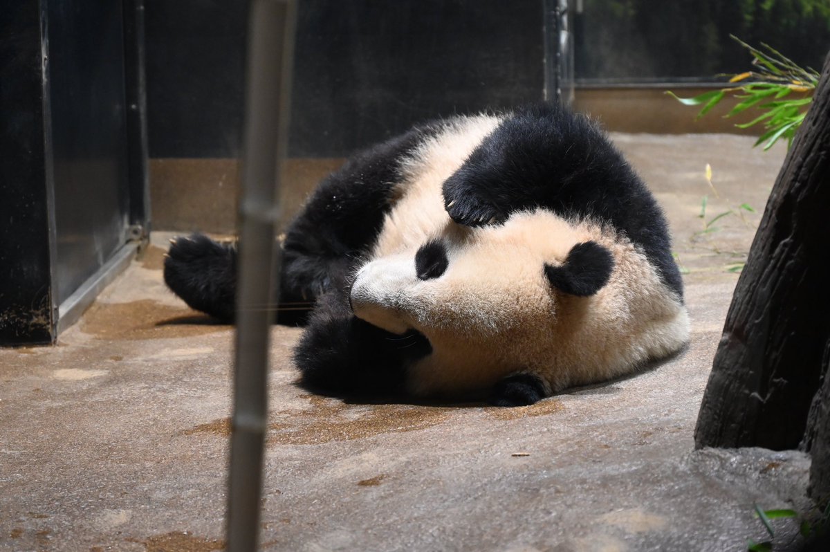 かわいいの
四段活用💓

#上野の子パンダ
#シャオシャオ