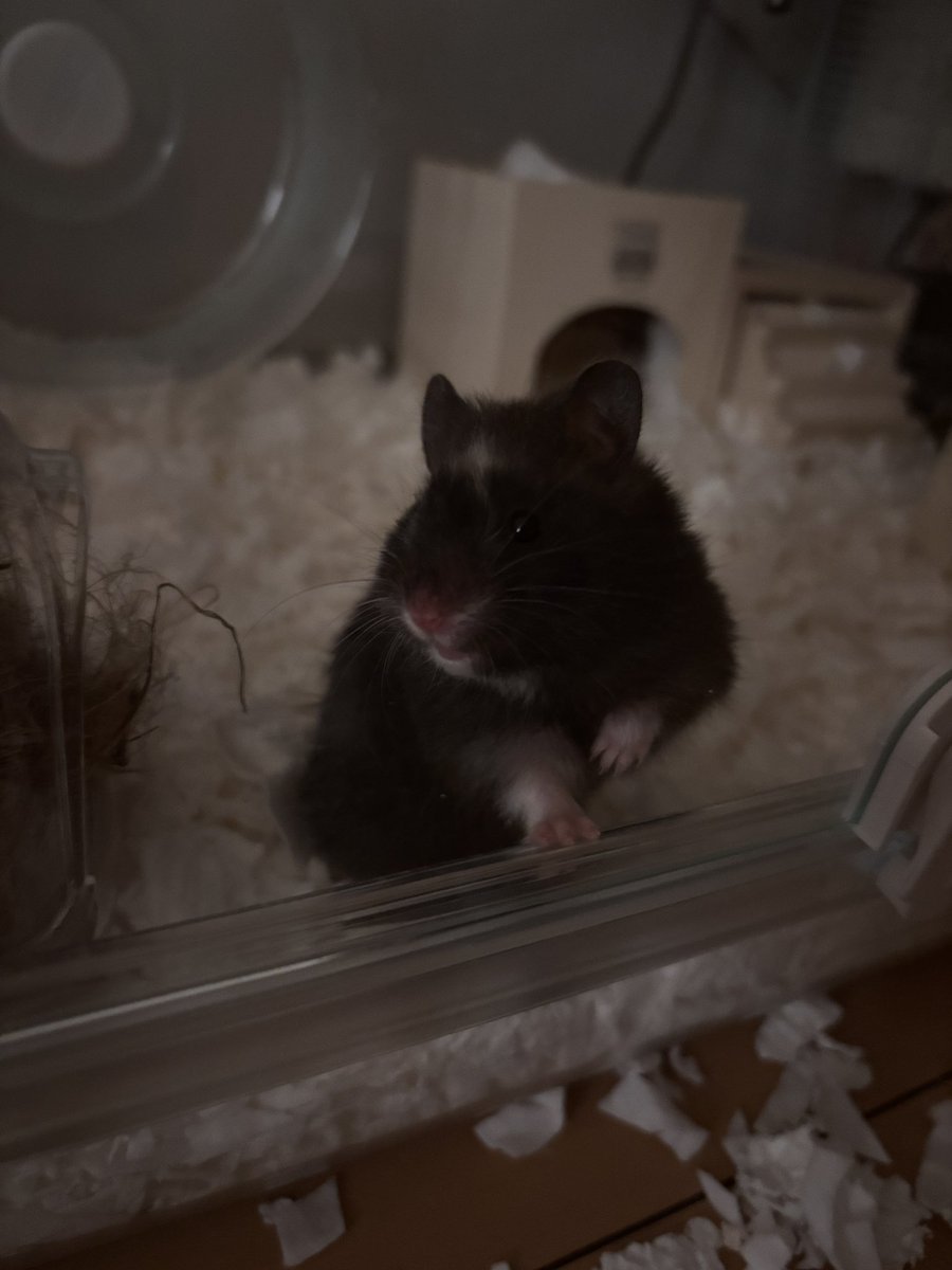 うちに来てくれたおはぎちゃんです