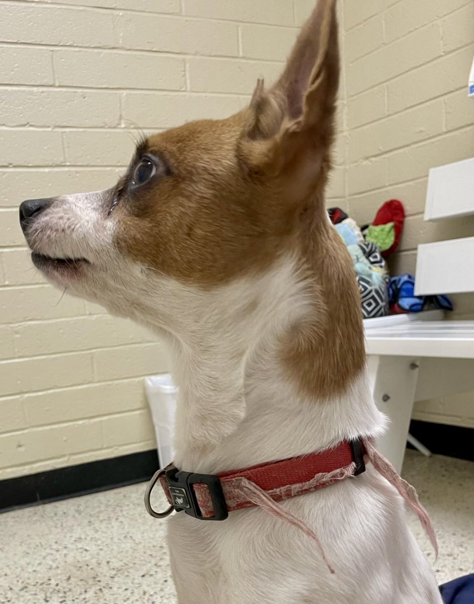 Benji is an adorable little guy who has a possible rescue to get out of Rocky Mount NC Shelter but needs pledges and retweets to get a commitment. Please, please help Benji!!  This is his chance for love and a home.