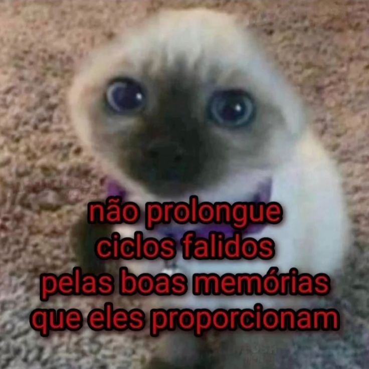 memes pra quem tem baixa autoestima  (@autoestimaposts) on Twitter photo 