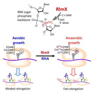 Molecular Cell tweet media