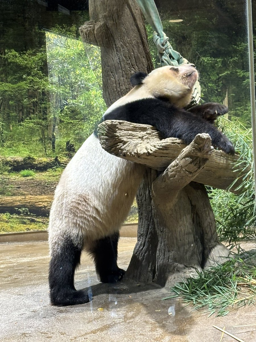 pandakopanda (@panda_kopannda_) / Posts / X