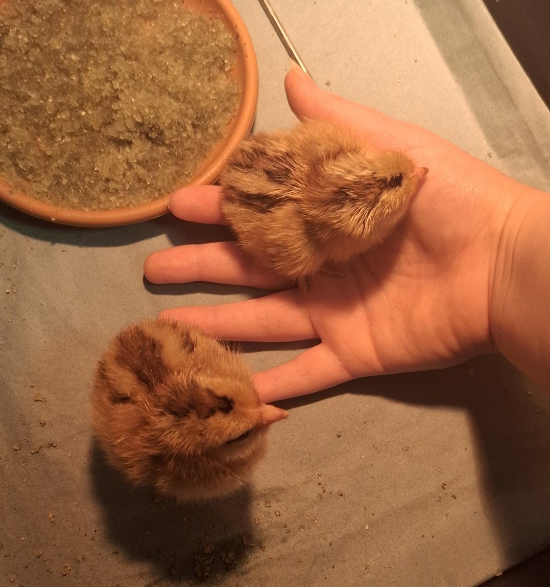 botrythis's tweet image. Lines should be the other way but its chill