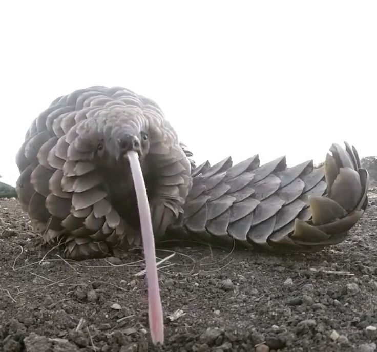 Shadoo_creeture's tweet image. bleeeeehhhhhh