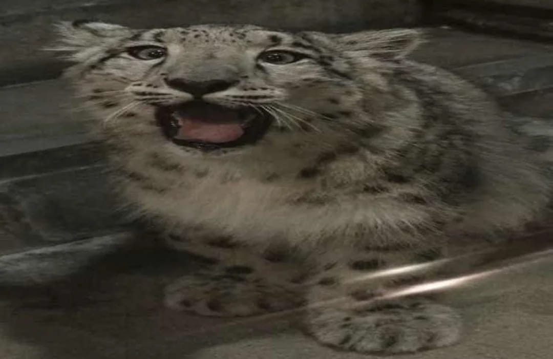 Inter_Cat tweet media