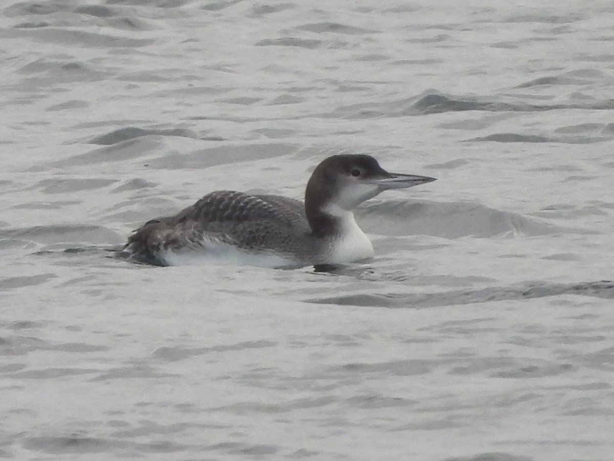 PaulDMasters's tweet image. Great Northern Diver on pit 16, Cotswold Water Park (W) this morning, with ⁦@RobertaBirder⁩ ⁦@CWPBirds⁩ #Glosbirds