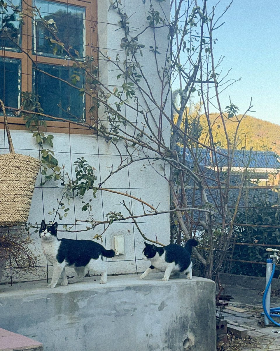 lingernight's tweet image. 🐈‍⬛