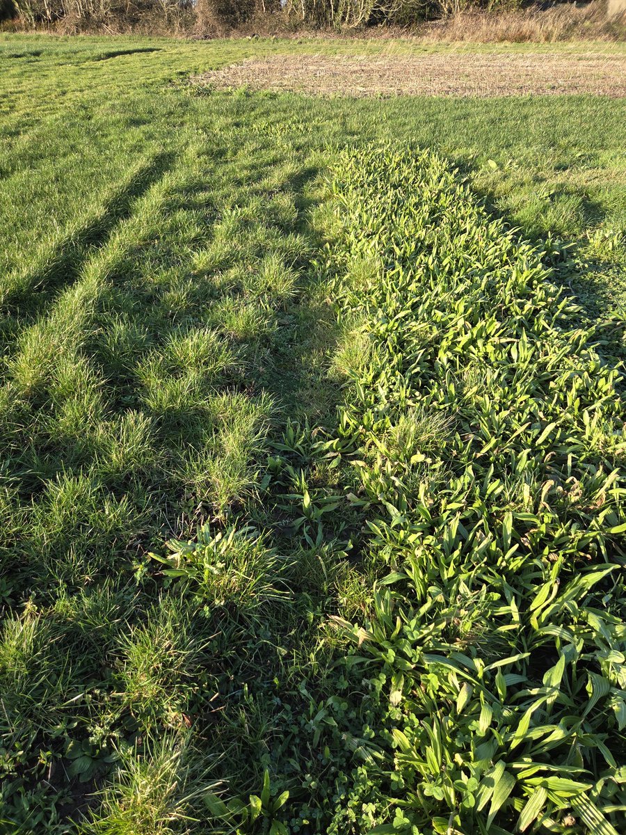 DLF Seeds IRL tweet media