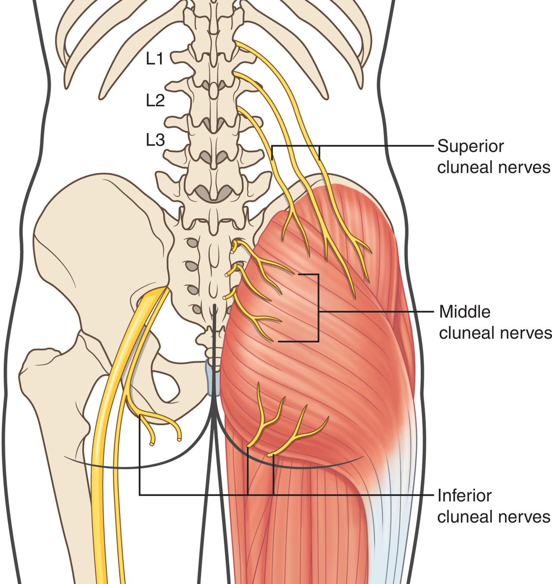 Sciatic nerve;좌골신경
허벅지, 종아리, 발바닥 체벌의 모든 감각을 척수를 통해 뇌로 전달하는 인체에서 가장 길고 두꺼운 신경.

키들이 특히 아파한다고 알려진 엉벅지 (엉덩이와 뒷허벅지 사이) 체벌의 아픔과 짜릿함을 전달하는 Inferior cluneal nerves 하둔피신경.