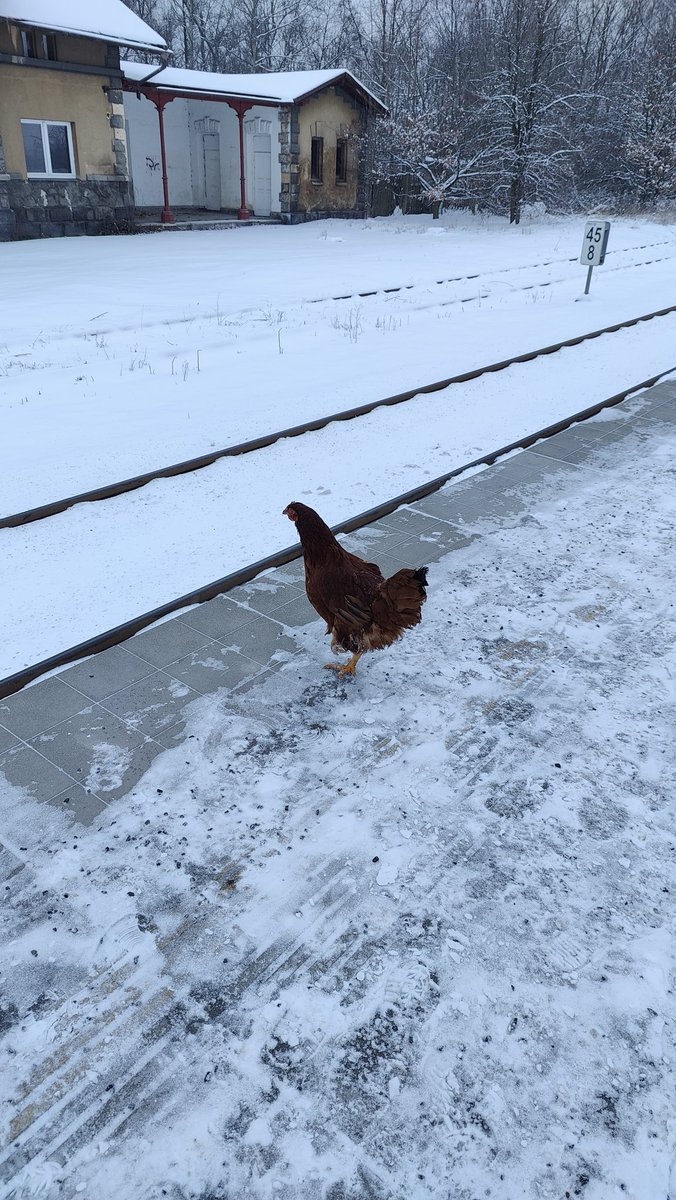 diz1906's tweet image. Slepice na nádraží

Kampak asi jede