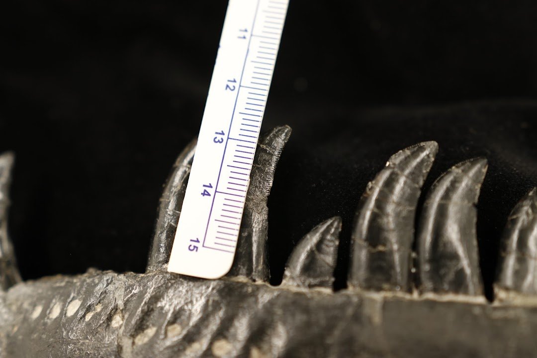 Adasaur (is Mastering biology) tweet media