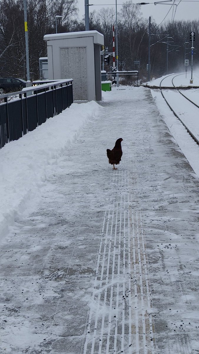 diz1906's tweet image. Slepice na nádraží

Kampak asi jede