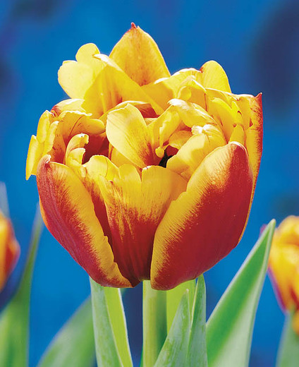 Tulip allegretto. Astra Fund – your reliable supplier of plants and flowers from Holland.