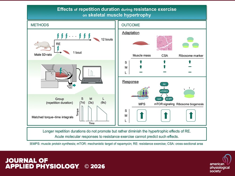 japplphysiol's tweet photo. Research Article by H Kato et al. (@___tamu___ @HK_hypertrophy @UTokyo_News_en) Effects of repetition duration on #skeletalmuscle #hypertrophy in a rat model of #resistanceexercise
https://t.co/03eixbVn8m https://t.co/6iF9LrFII6
