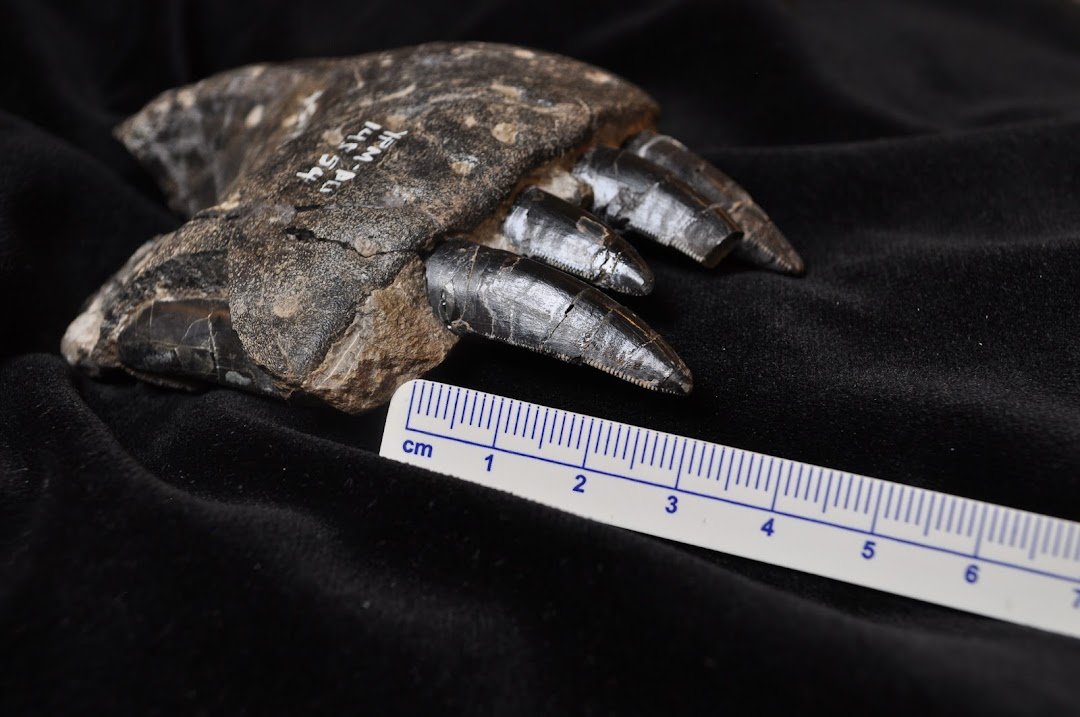 Adasaur (is Mastering biology) tweet media