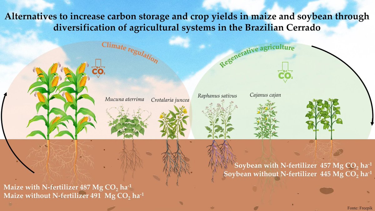 Plants_MDPI's tweet image. 🌾 Soil carbon responds strongly to crop sequence and nitrogen inputs.

Cover crops combined with optimized N management enhanced C sequestration in tropical agroecosystems.

🔍 Discover the full study: brnw.ch/21wYXoo

#SoilHealth #CoverCrops #SustainableAg