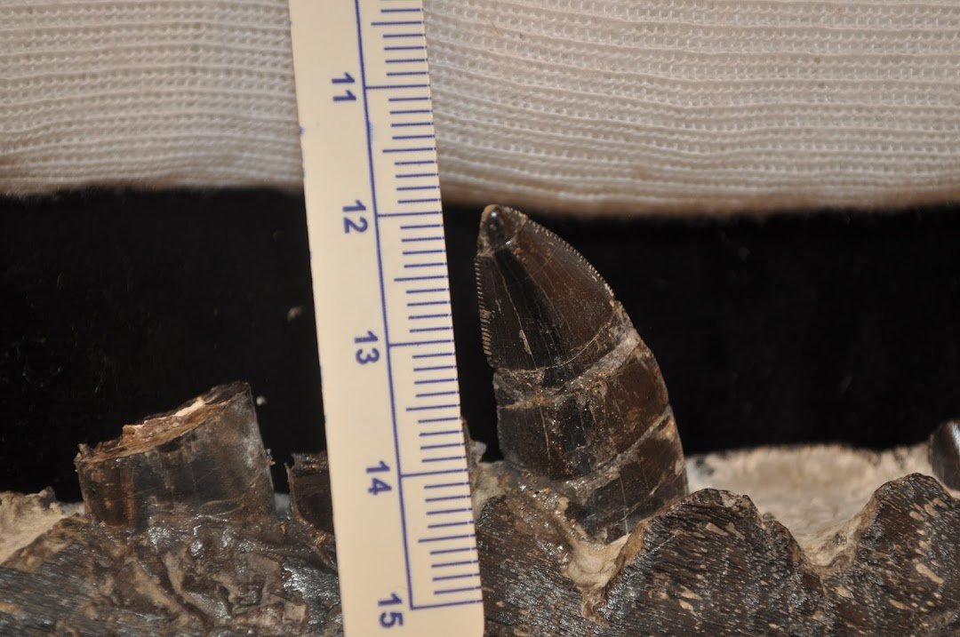 Adasaur (is Mastering biology) tweet media