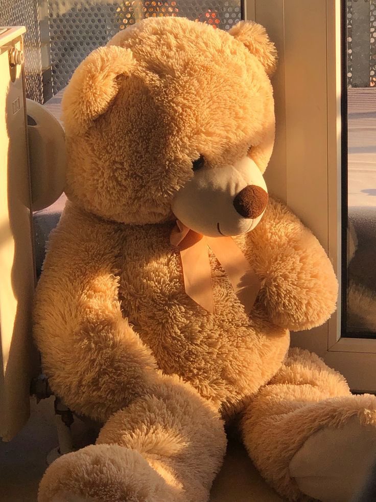 daily teddy bear daniel molloy tweet media