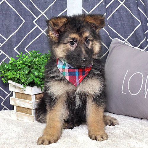 UncleBillsPets's tweet photo. Every puppy deserves expert care from day one 🐾At Uncle Bill’s Pet Centers, our puppies come from USDA-licensed (as are our stores) and/or Canine Care Certified Breeders, ensuring health, transparency, and responsible standards—always. #ResponsiblePetCare #CanineCare #UncleBills https://t.co/w0U10xwHYL