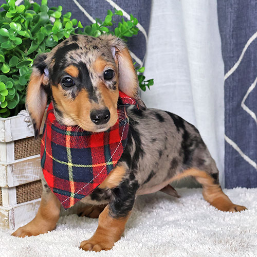 UncleBillsPets's tweet photo. Every puppy deserves expert care from day one 🐾At Uncle Bill’s Pet Centers, our puppies come from USDA-licensed (as are our stores) and/or Canine Care Certified Breeders, ensuring health, transparency, and responsible standards—always. #ResponsiblePetCare #CanineCare #UncleBills https://t.co/w0U10xwHYL