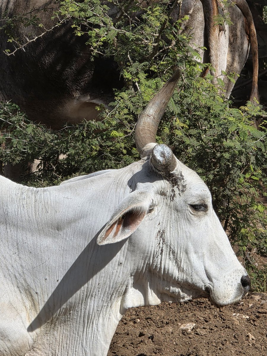 victorcervera's tweet photo. Pasar de estar llena de gusanos, rascándose, inquieta, con picazón y dolor a estar tranquilamente descansando unos días después de su curación es lo más #satisfactorio
#rancho #gusanobarrenador #gusanos #larvas #miasis #medicinaveterinaria #vaca #curación #cultura #educativo https://t.co/vb85EYsu6A