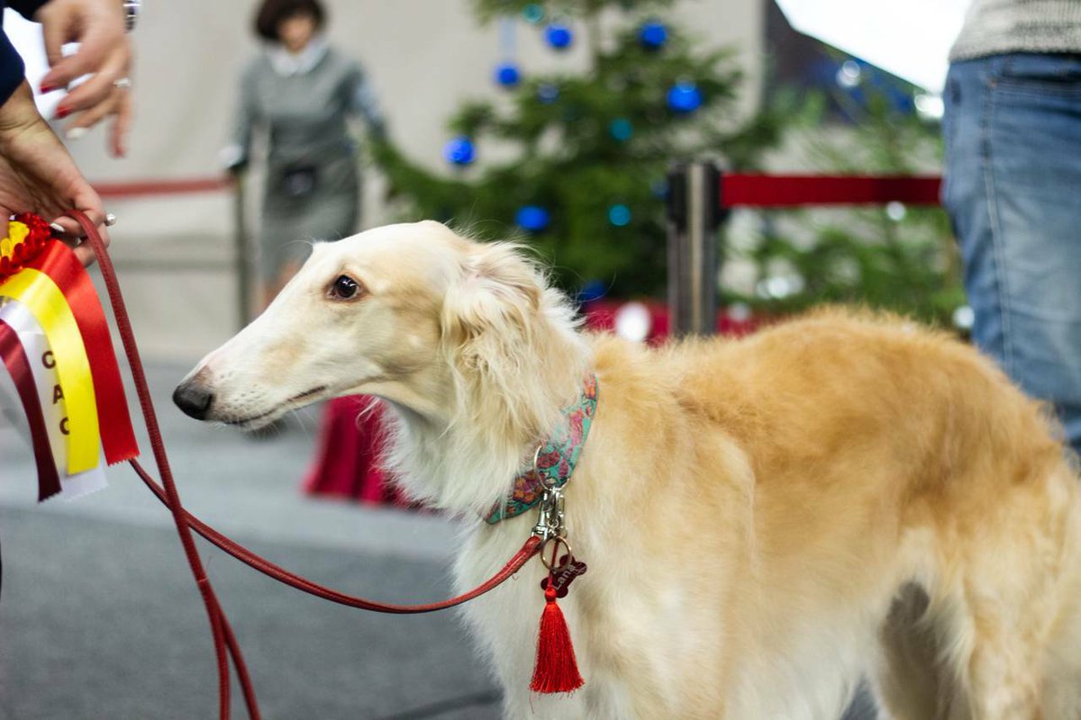 🐾 Aicinām apmeklēt suņu izstādi Daugavpilī! 🐾
Aicinām visus suņu mīļotājus, ģimenes un interesentus apmeklēt suņu izstādi, kas norisināsies
📅 2026. gada 10. –11. janvārī (no plkst. 10.00 līdz 15.00)
📍 Daugavpils Olimpiskajā centrā.
Informācija:
visitdaugavpils.lv/pasakumi/nacio…