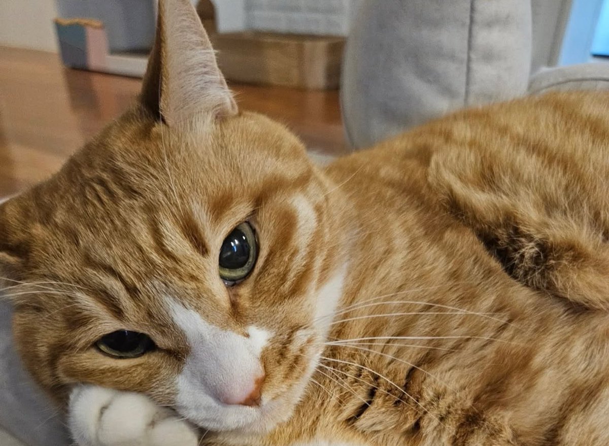 hallofmiso's tweet image. happy birthday to my favourite diva