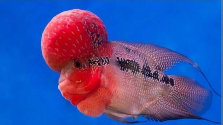 <a href="/tokopedijee/">𝗍𝗁𝗈𝗋𝖿𝗂𝗇𝗇</a> Wih cakep. Kalo ini vibe ibu-ibu pejabat pake hijab berjambul. 
 
Btw orca mamal ygy