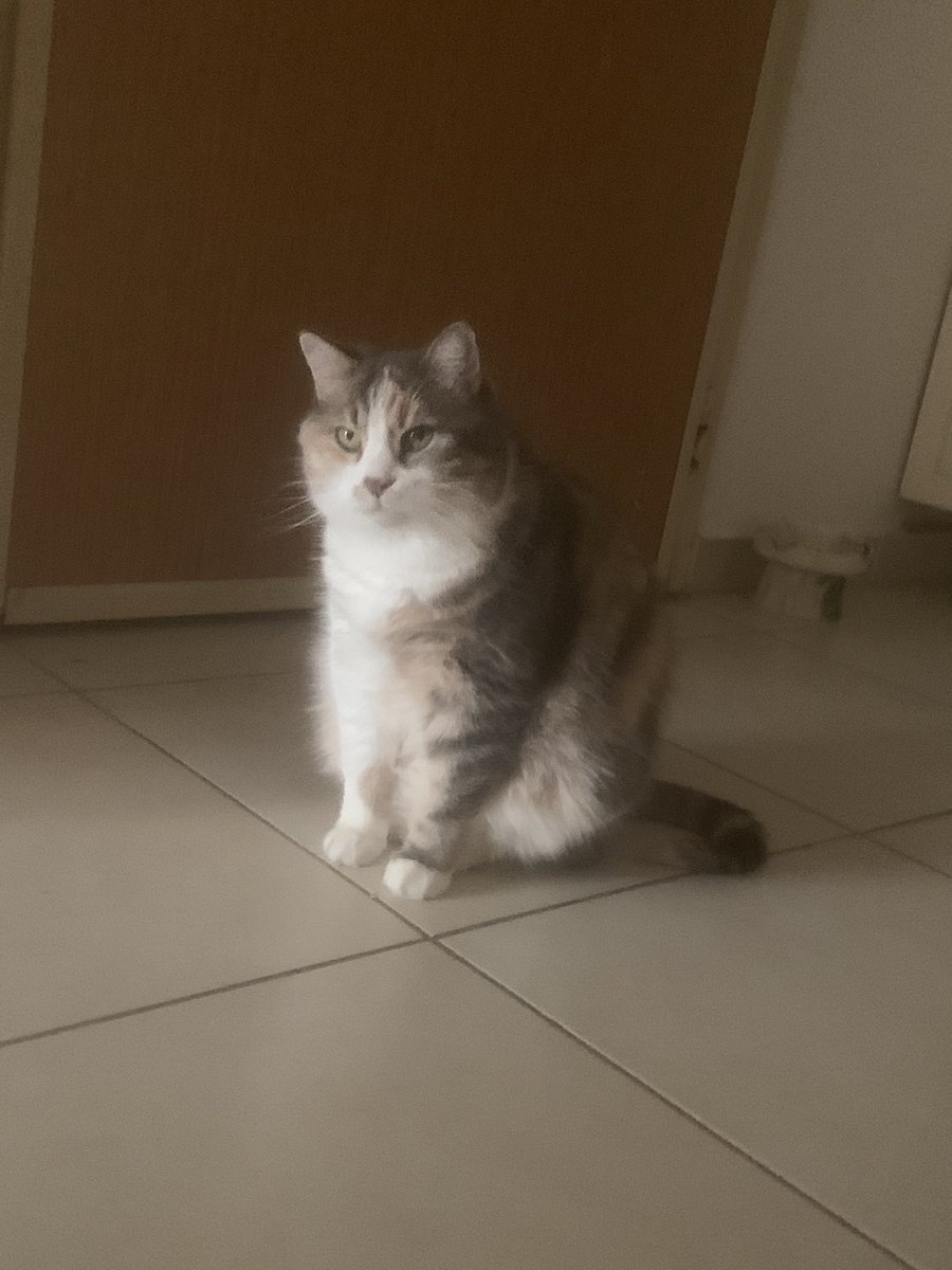 Pazardan beri mama bekliyor kapıda sevkiyat neden gecikiyor petshoplara <a href="/RoyalCanin/">RoyalCanin</a>