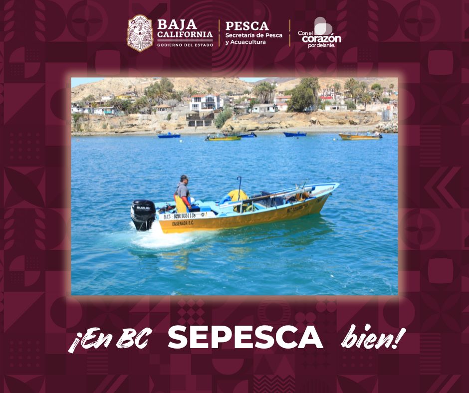 Por su historia y tradición en la producción de especies marinas, podemos decir con orgullo que en Baja California SEPESCA bien.

#PescadosYMariscos #Pesca #Fishing #Fisheries