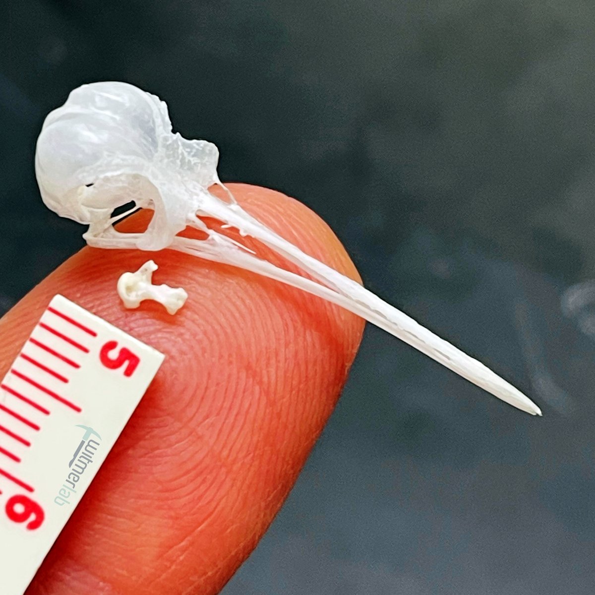 WitmerLab tweet media