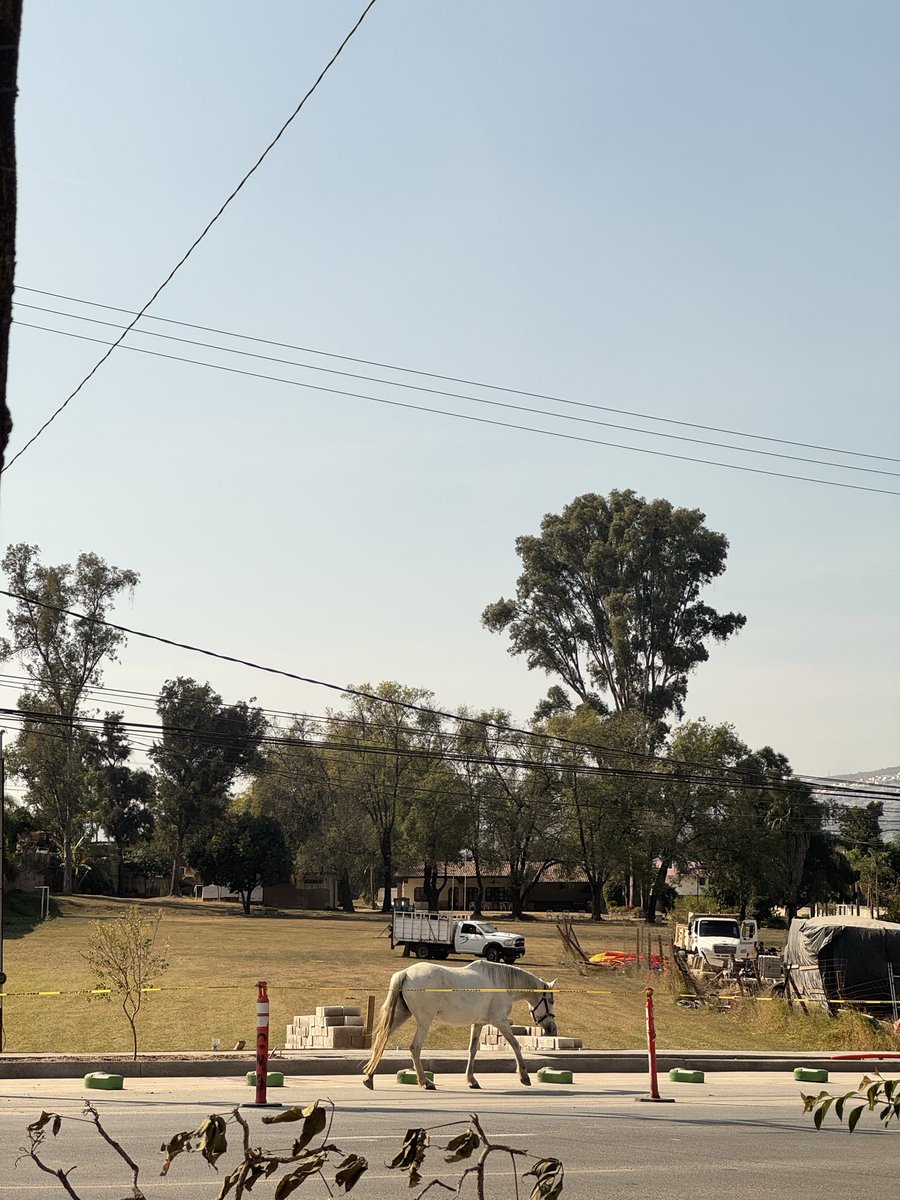 nachos_castillo's tweet photo. 2 caballos sueltos sobre carretera Chapala por las pintas @Trafico_ZMG https://t.co/gn96qwE3na