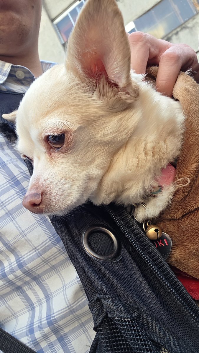 <a href="/MascotasSismo/">Mascotas Sismo</a> ENCONTRADA, MUCHAS GRACIAS 😊