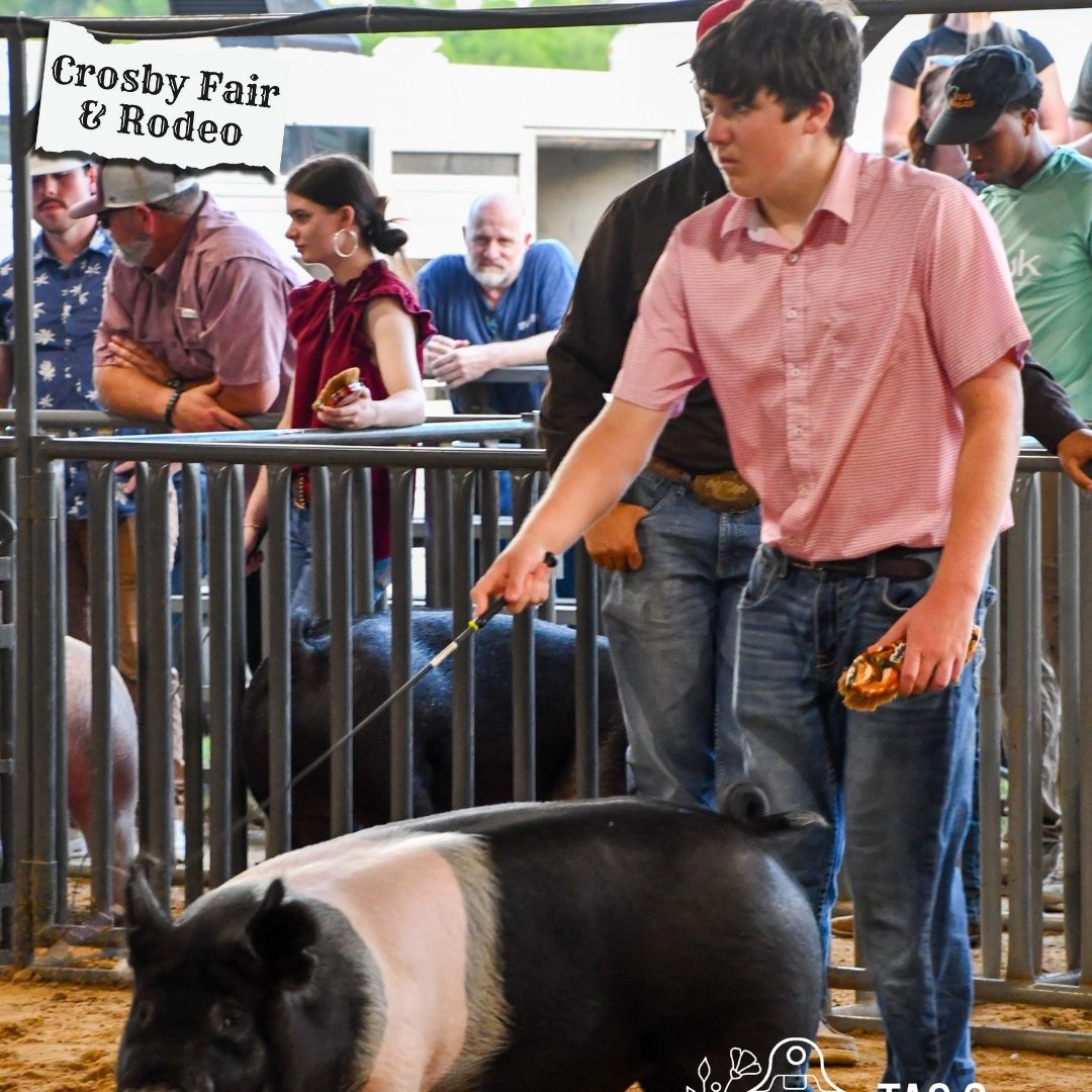 CrosbyRodeo's tweet image. Hard work, dedication, and plenty of pride 🐖
Our livestock exhibitors put in countless hours preparing for show day—and it shows. We’re proud of our youth and their commitment to agriculture.
📍 See more at crosbyrodeo.com

#LivestockShow #FutureAgLeaders #CrosbyFair