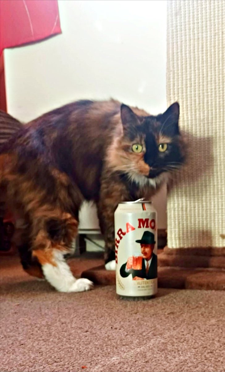 Fluffy Space Cat tweet media