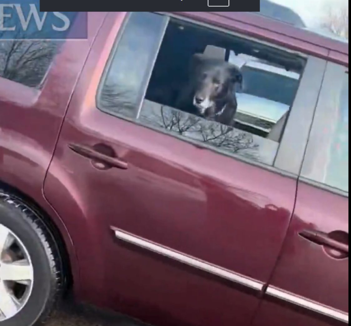 C_3C_3's tweet image. Anyone know if this dog is okay?!

The lunatic apparently had this poor thing with her.