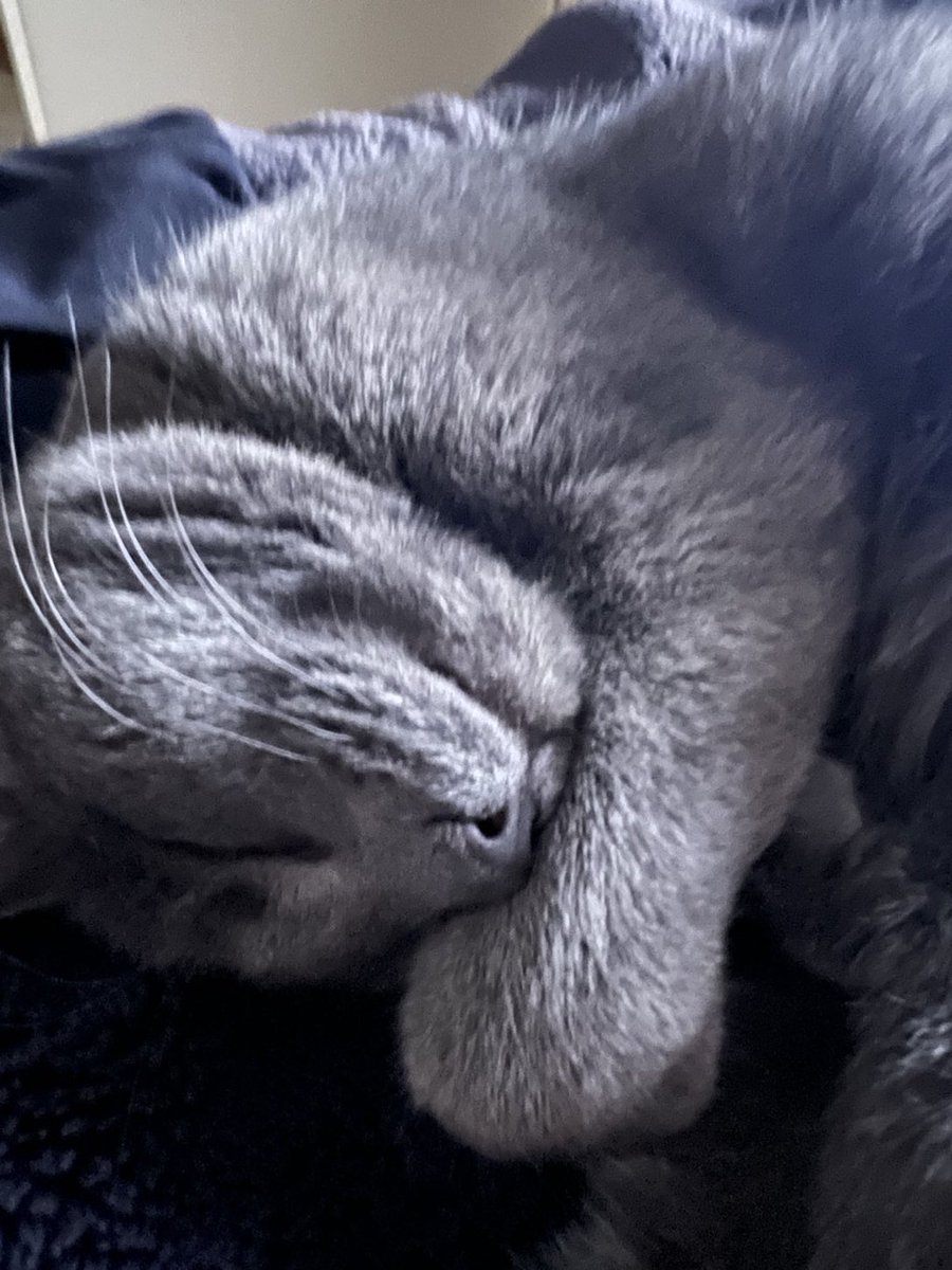 stuffymint's tweet image. Hey ‘The pets only’, who’s gotta resting fist-place! 👊