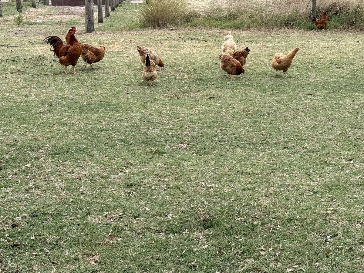 Labitori's tweet image. Así la vida del cabeza de toalla con su harén.