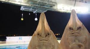 I don’t speak to ppl who like non-whole milk.