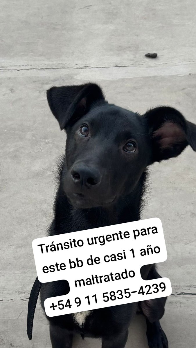 patripeyrou's tweet photo. Rt
Difundimos 
Una familia para  este bb!! https://t.co/HiYMZOczpx
