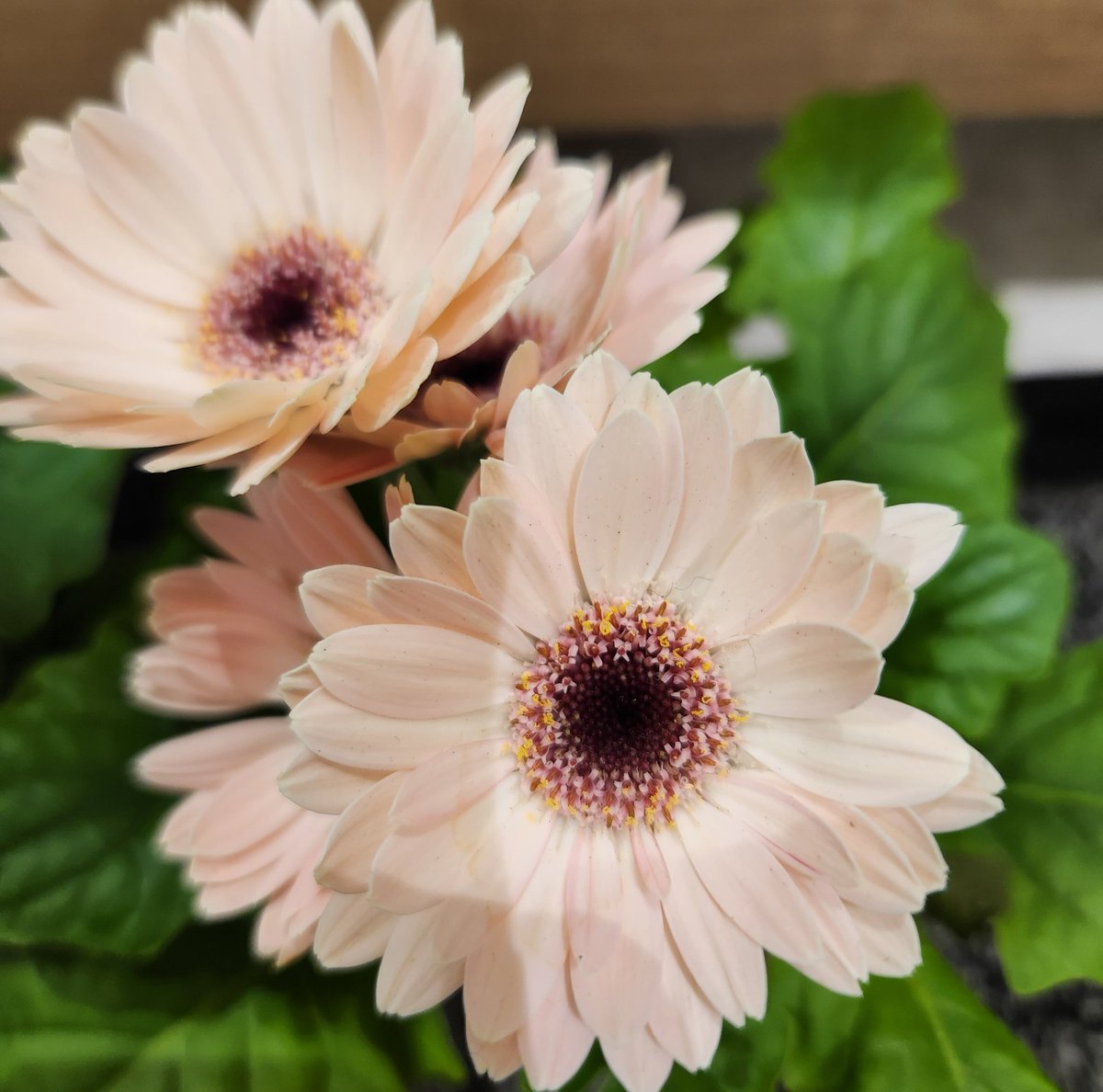 ヨッシー (@AOGSDkw5Qmr1X51) / Posts / X