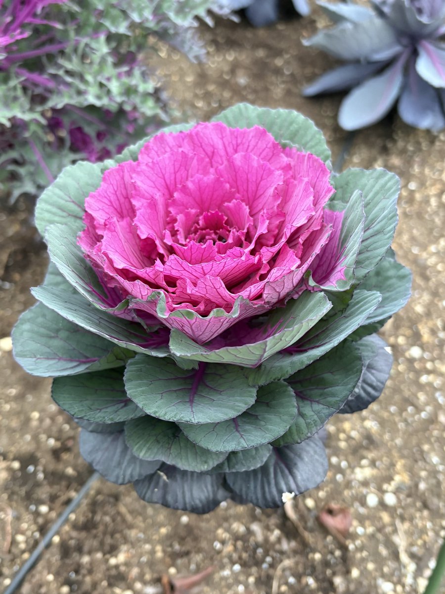 【チャッピ様御確認用】キャベツみたいな子 葉牡丹 キャベツに見えてしまった🤣