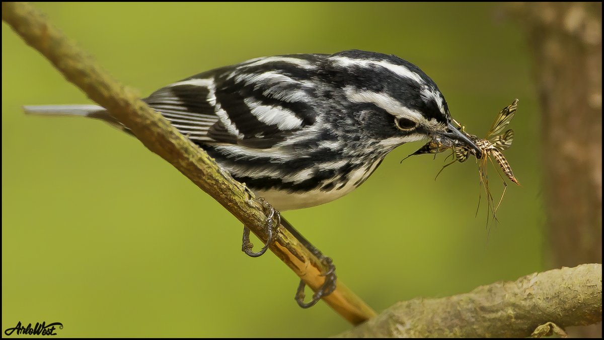 ArloWest's tweet photo. Black and White Warbler offering some lunch to his mate who is somewhere nearby.
#bird #birdphotography #mainebirds https://t.co/AogoFwfo8Q