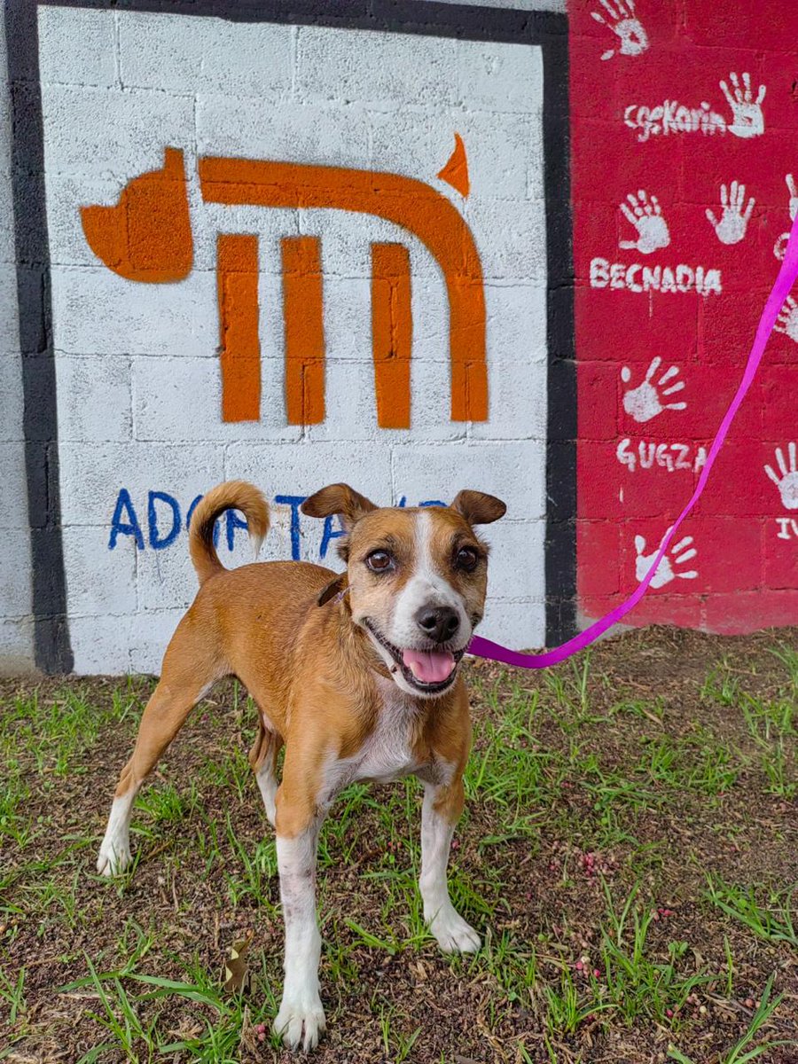 MetroCDMX's tweet image. Todos los perritos rescatados en las instalaciones de la red, son trasladados al @ctcdelmetro, lugar donde son valorados por médicos veterinarios. Si deseas darle la oportunidad algún lomito, consulta: bit.ly/2Dv5VXG 🐾 #AUnMetroDeSuHogar #AdoptaNoCompres 🐶🏡