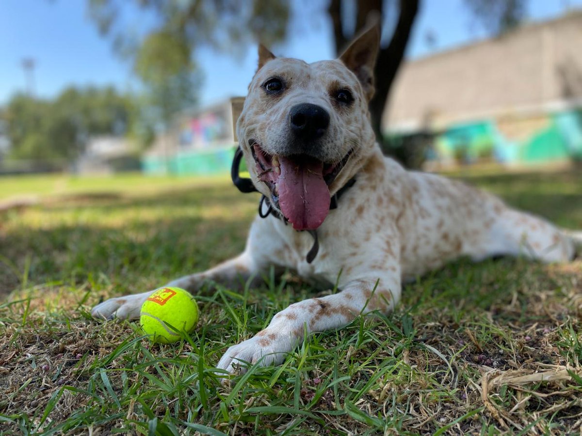 MetroCDMX's tweet image. Todos los perritos rescatados en las instalaciones de la red, son trasladados al @ctcdelmetro, lugar donde son valorados por médicos veterinarios. Si deseas darle la oportunidad algún lomito, consulta: bit.ly/2Dv5VXG 🐾 #AUnMetroDeSuHogar #AdoptaNoCompres 🐶🏡