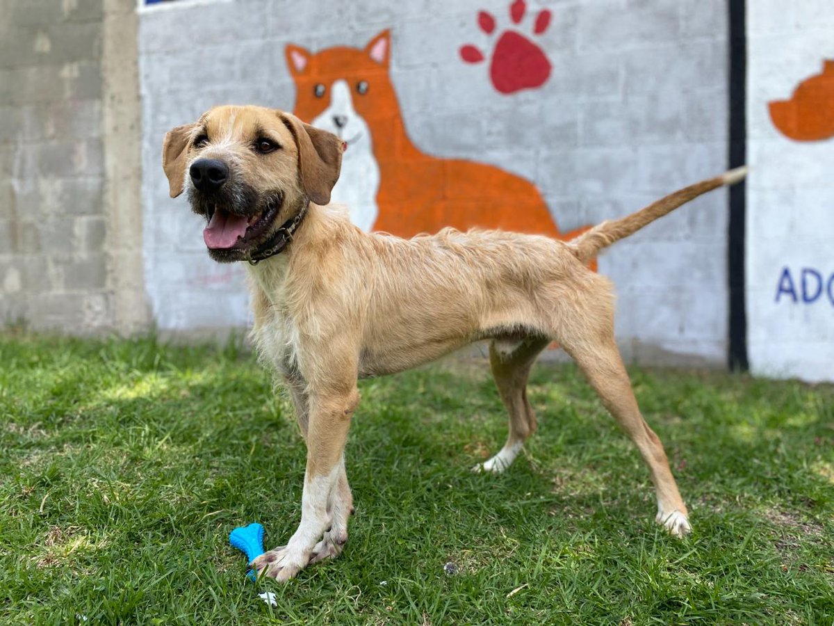 MetroCDMX's tweet image. Todos los perritos rescatados en las instalaciones de la red, son trasladados al @ctcdelmetro, lugar donde son valorados por médicos veterinarios. Si deseas darle la oportunidad algún lomito, consulta: bit.ly/2Dv5VXG 🐾 #AUnMetroDeSuHogar #AdoptaNoCompres 🐶🏡
