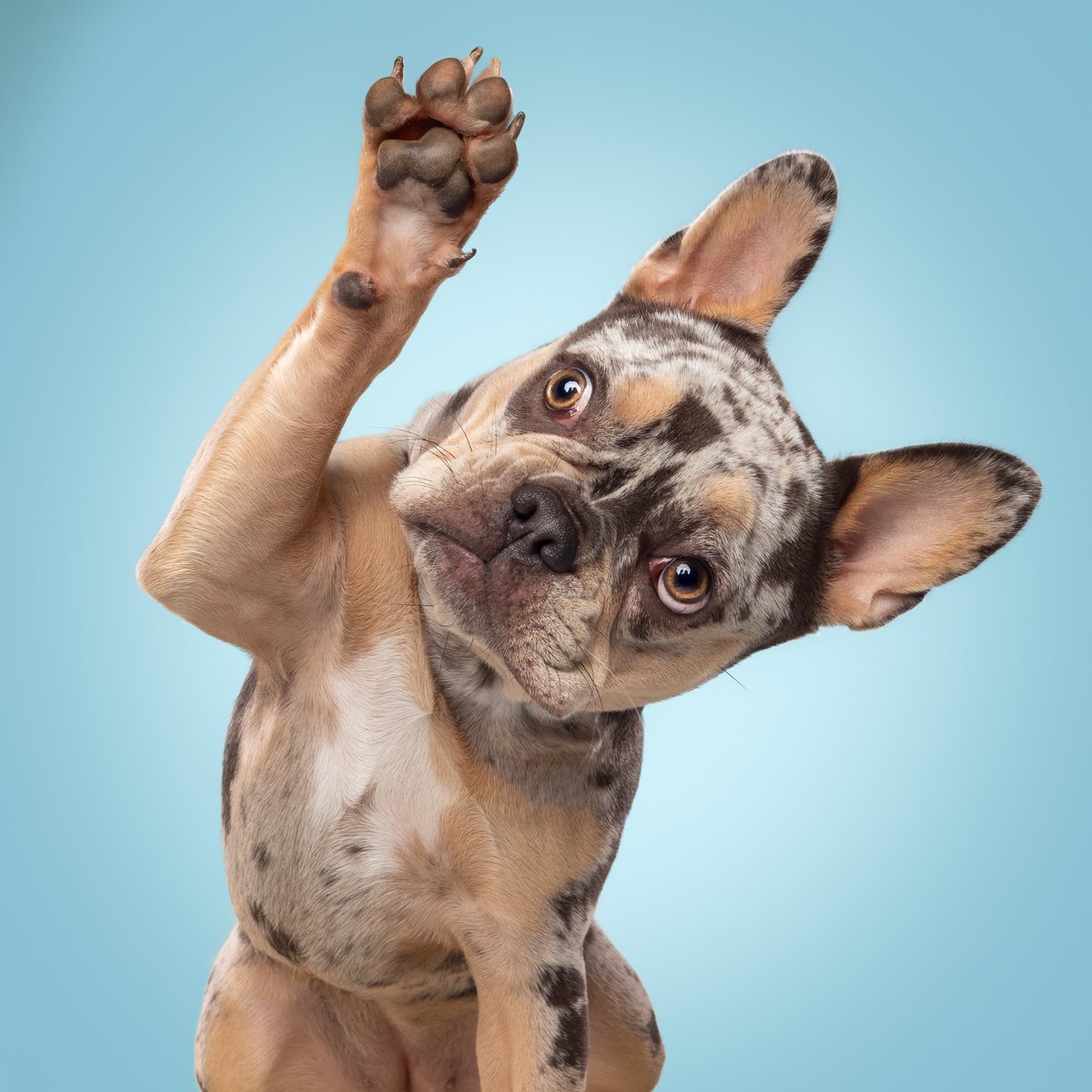 🚀 $LILPUPS is LIVE on pump.fun 🚀

At this very moment, Champie is going into labor 🤍🐾
This is real life happening in real time.

Want to watch the birth live?

🎥 Join the livestream on <a href="/Pumpfun/">Pump.fun</a> : pump.fun/coin/DY9akJ7uo…
🔑 Official Contract Address: