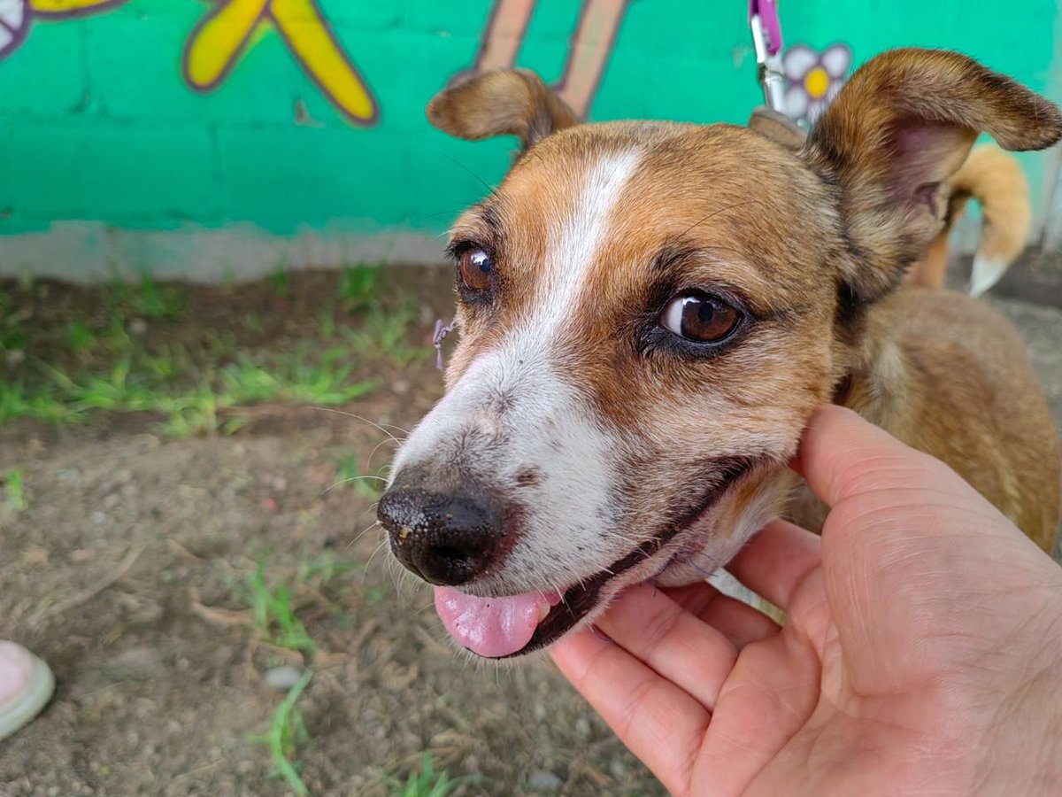 MetroCDMX's tweet image. Sigue la cuenta oficial del #CTCDelMetro,@ctcdelmetro, para mantenerte informado de los perritos rescatados dentro de las instalaciones del Metro, los requisitos de adopción y los datos para realizar donaciones; nuestros peludos te lo agradecerán mucho. #AdoptaNoCompres…