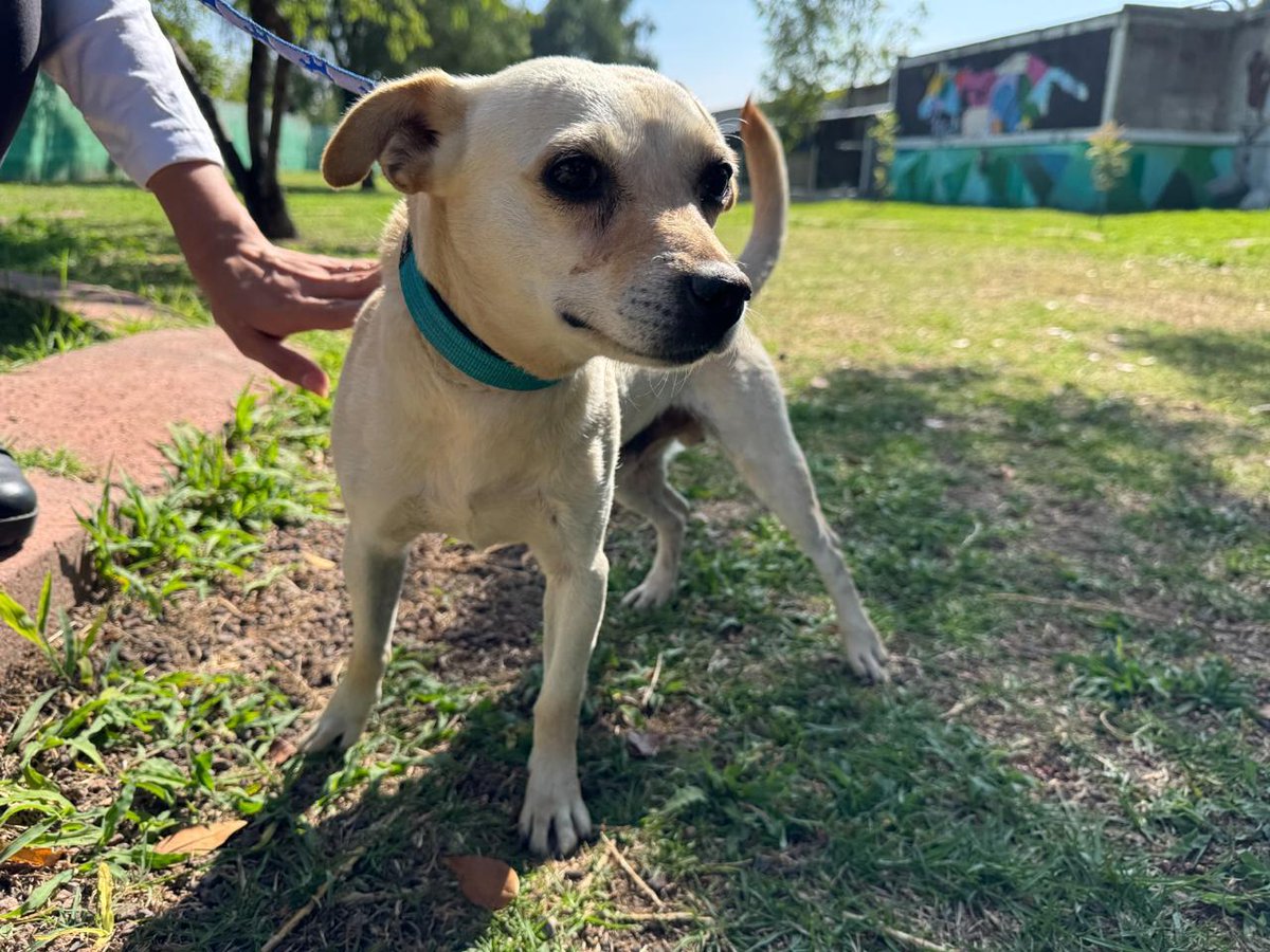 MetroCDMX's tweet image. Sigue la cuenta oficial del #CTCDelMetro,@ctcdelmetro, para mantenerte informado de los perritos rescatados dentro de las instalaciones del Metro, los requisitos de adopción y los datos para realizar donaciones; nuestros peludos te lo agradecerán mucho. #AdoptaNoCompres…